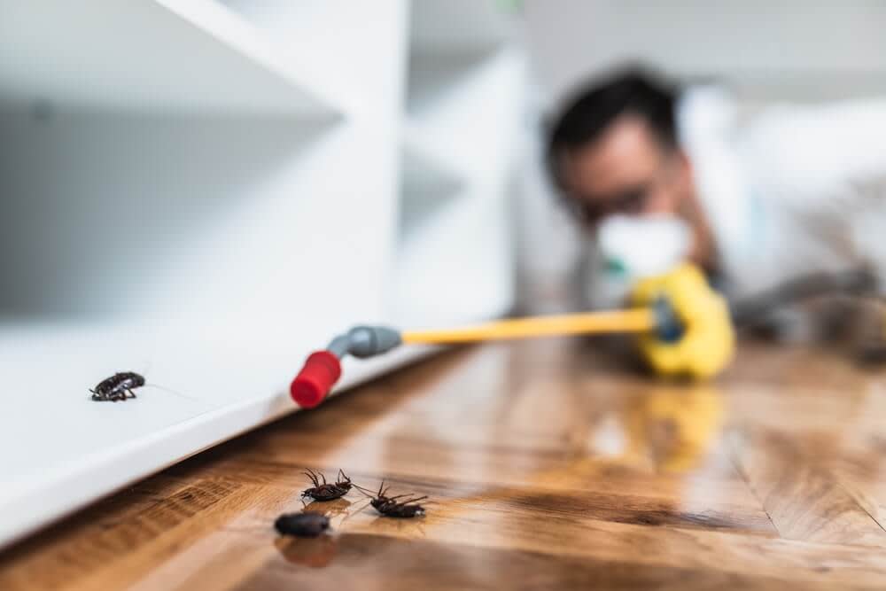 How Termite Removal Specialists Identify and Treat Infestations Quickly and Efficiently