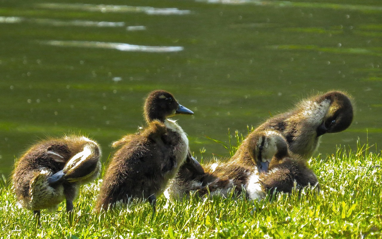 Nature, wildlife, bird — Revitalise Your Property: Get The Best Out Of Carpet Cleaning And Humidity Control In Toronto