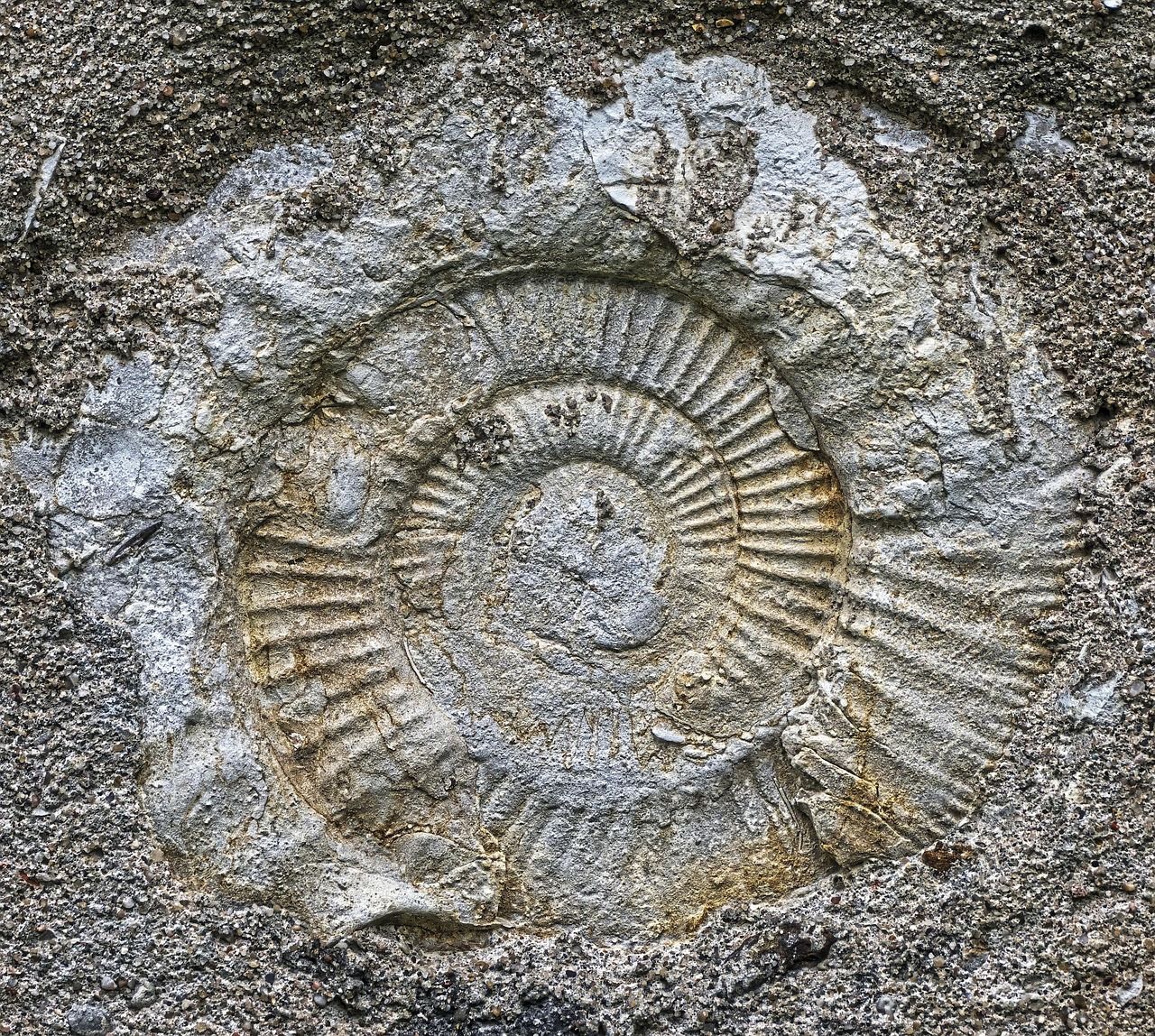 Ammonite, fossil, petrification — Strengthen Your Portfolio Starting with the Right Application